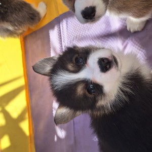 Welsh corgi/korgi pembroke