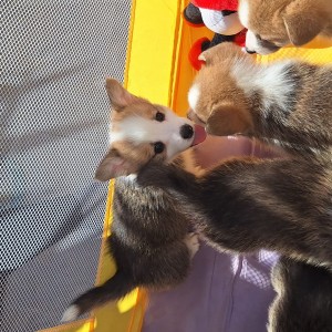 Welsh corgi/korgi pembroke