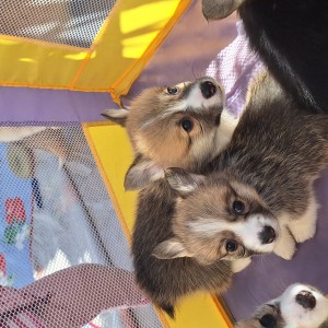 Welsh corgi/korgi pembroke
