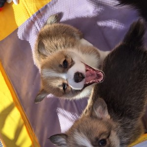 Welsh corgi/korgi pembroke