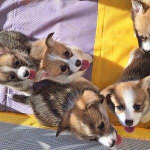 Welsh corgi/korgi pembroke