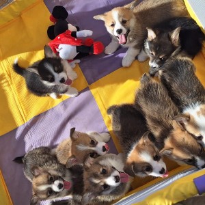 Welsh corgi/korgi pembroke
