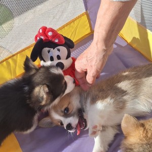 Welsh corgi/korgi pembroke