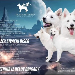 Beli švajcarski ovčar štenci