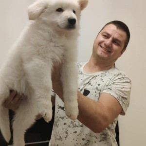 Beli švajcarski ovčar štenci