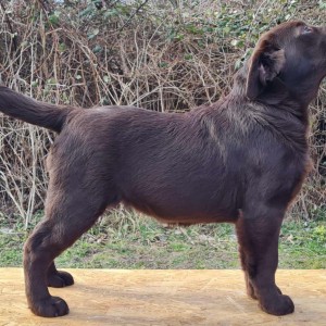 Labrador retriver čokoladni štenci