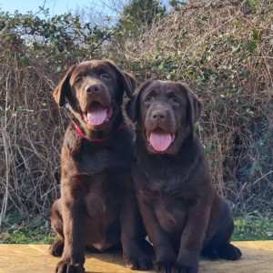Labrador retriver čokoladni štenci