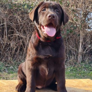 Labrador retriver čokoladni štenci