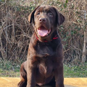 Labrador retriver čokoladni štenci