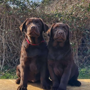 Labrador retriver čokoladni štenci