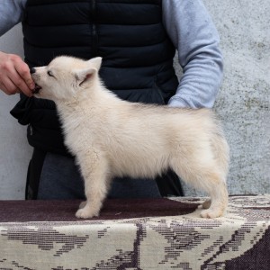 Sibirski haski štenci
