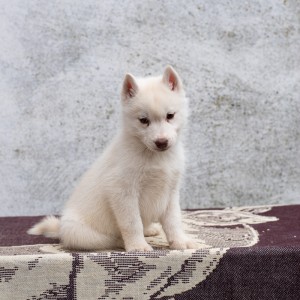Sibirski haski štenci