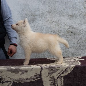 Sibirski haski štenci
