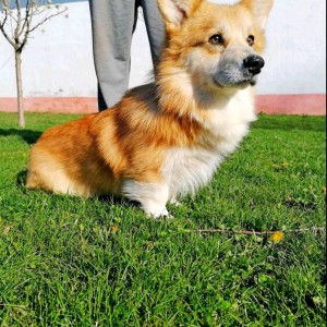 Welsh corgi/korgi pembroke