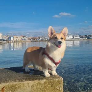Welsh corgi/korgi pembroke