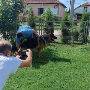 Nemački Ovčar štenci