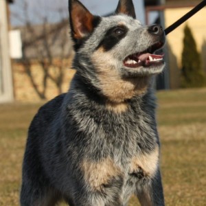 Australijski govedar štenci