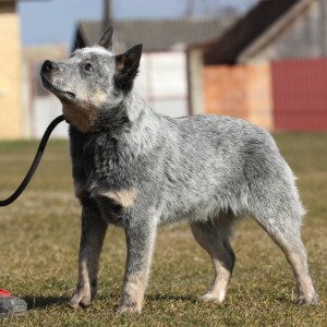 Australijski govedar štenci