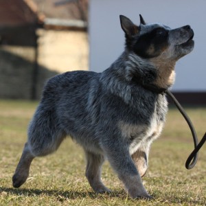Australijski govedar štenci