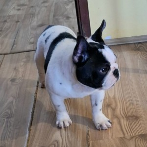 Francuski Buldog PRELEPI štenci