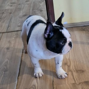 Francuski Buldog PRELEPI štenci