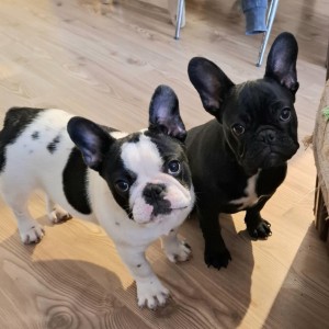 Francuski Buldog PRELEPI štenci