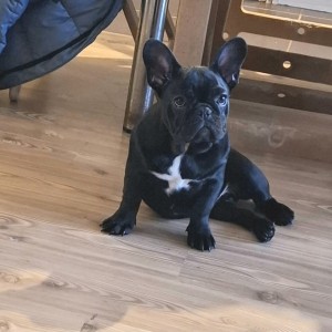 Francuski Buldog PRELEPI štenci
