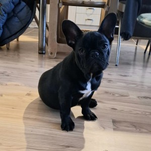 Francuski Buldog PRELEPI štenci