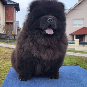 Čau Čau Chow Chow Štenci