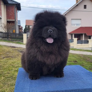 Čau Čau Chow Chow Štenci