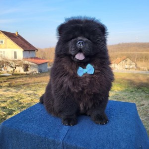 Čau Čau Chow Chow Štenci