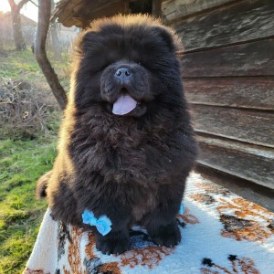 Čau Čau Chow Chow Štenci