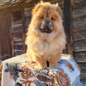 Čau Čau Chow Chow Štenci