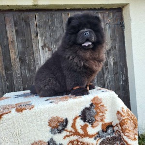 Čau Čau Chow Chow Štenci