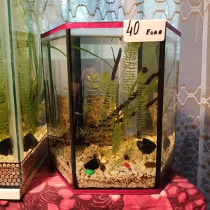 Akvarij kocka, 44 litre