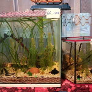 Akvarij kocka, 44 litre