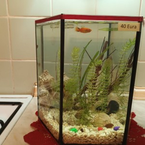 Akvarij kocka, 44 litre
