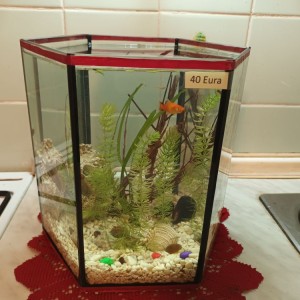 Akvarij kocka, 44 litre