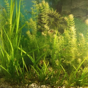 Akvarij kocka, 44 litre