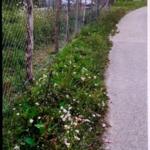 GRAĐEVINSKO zemljište u blizini grada Zagreba