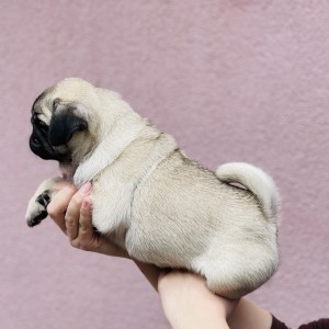 Mops štenci na prodaju