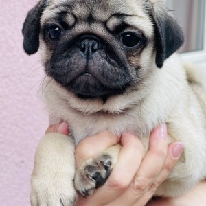 Mops štenci na prodaju