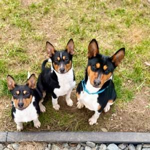 Basenji stenci povoljno