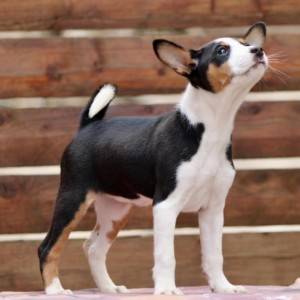 Basenji stenci povoljno