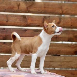 Basenji stenci povoljno