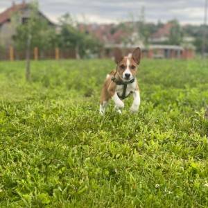 Basenji stenci povoljno