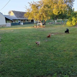 Kuća na prodaju