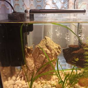 Akvarij 20 litara sa ribicama
