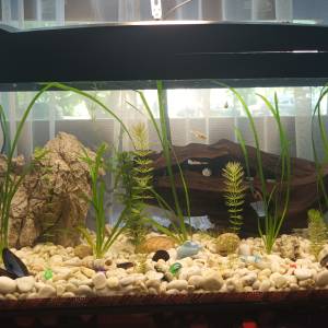 Akvarij 54 litre, sa poklopcem