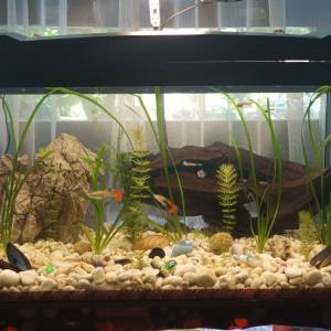Akvarij 54 litre, sa poklopcem